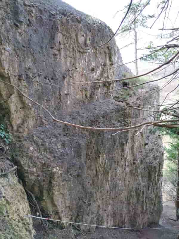 Photo of Rose